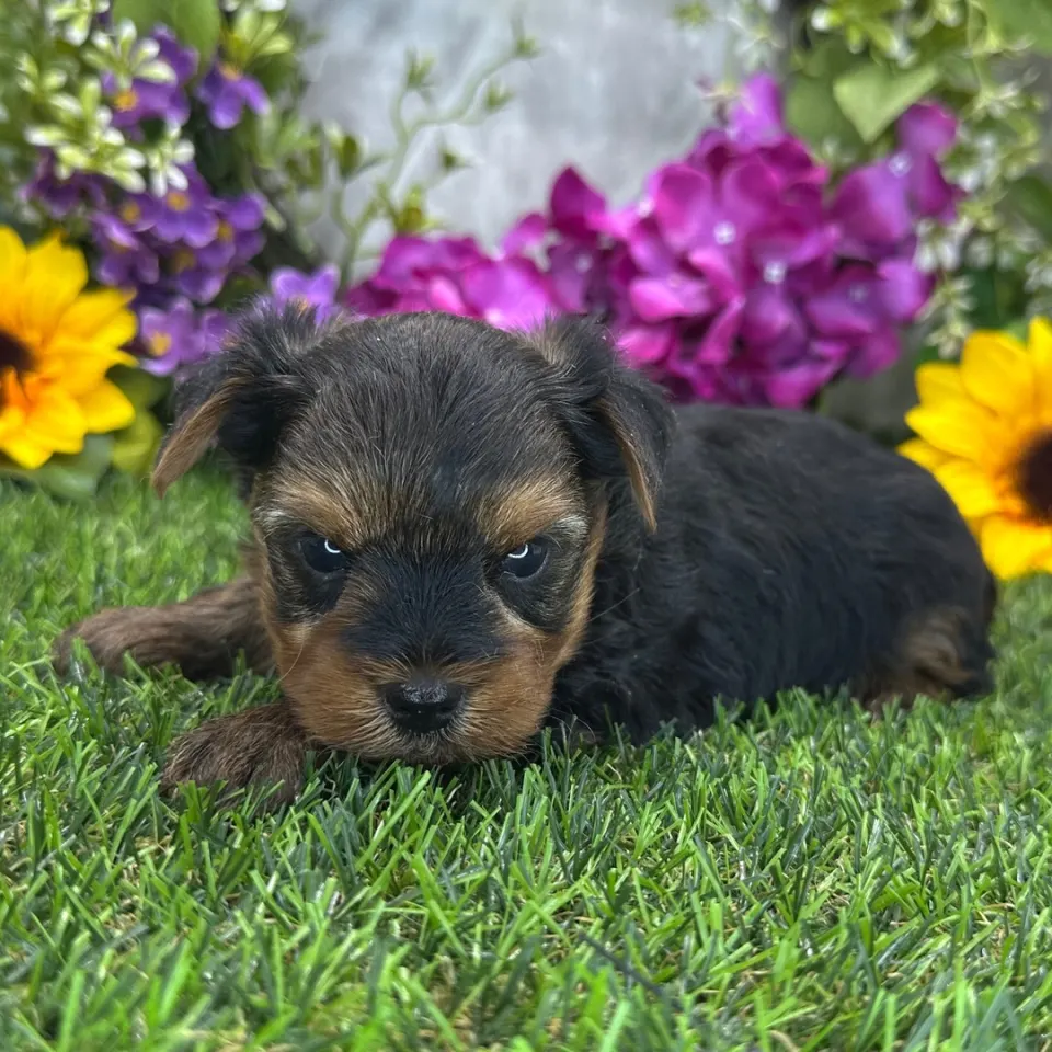 Vance โ Yorkshire Terrier puppy for sale