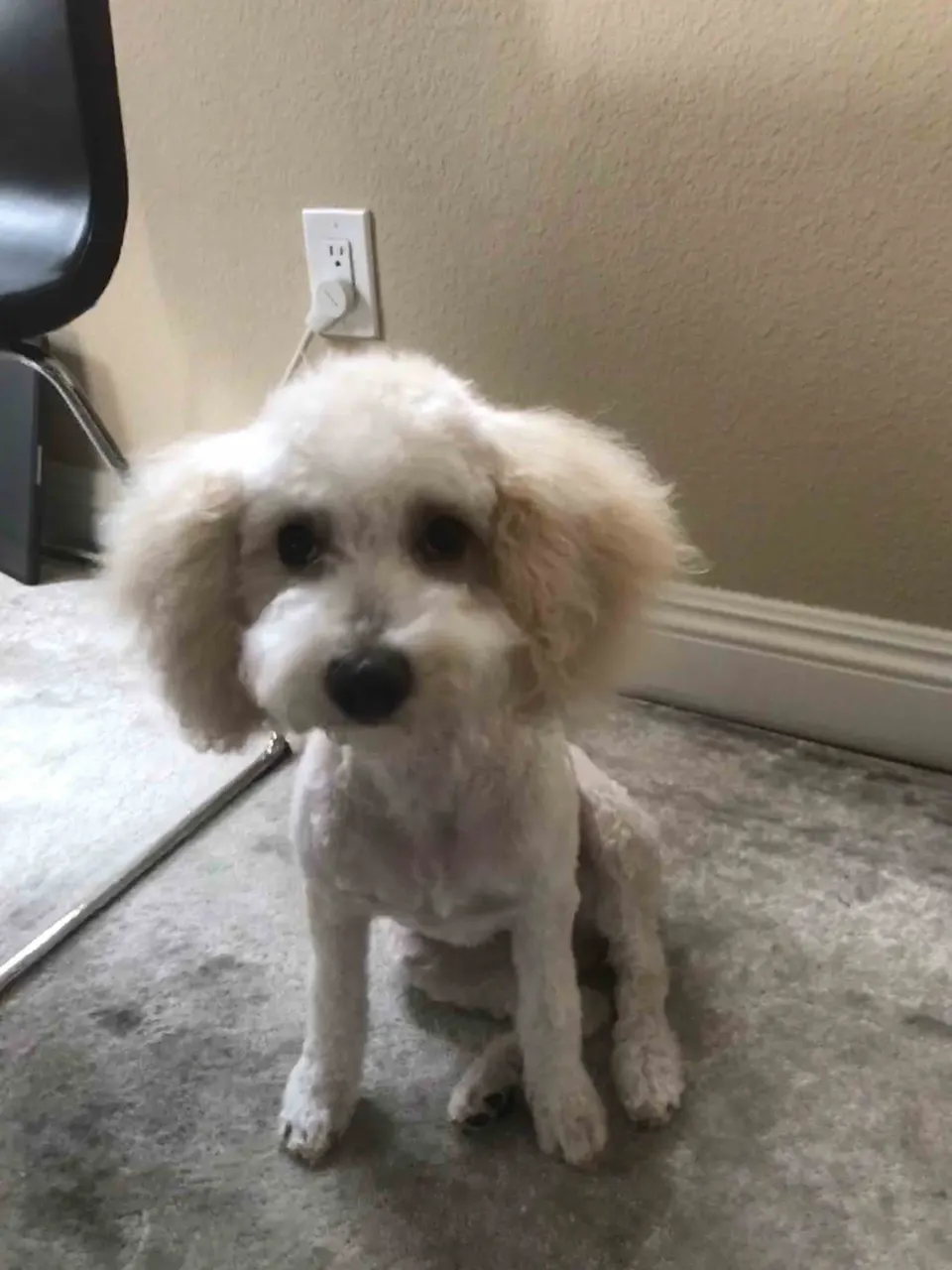 Mac โ Cavapoo puppy for sale