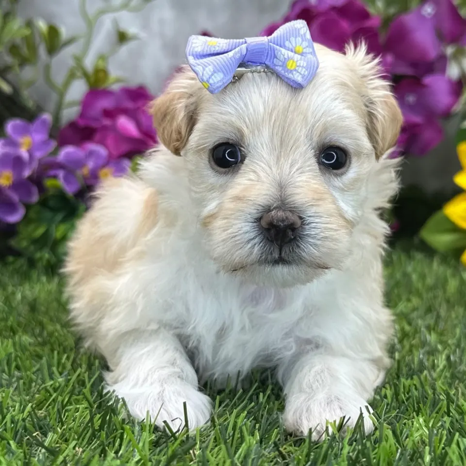 Whimsy โ Maltipoo puppy for sale