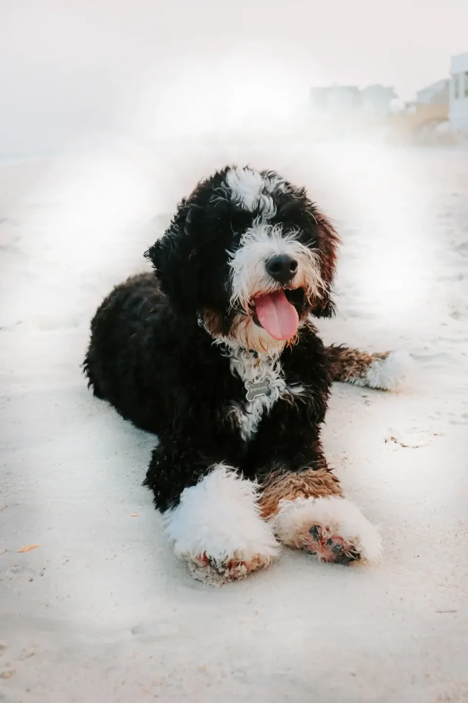 Bernedoodle puppies for sale