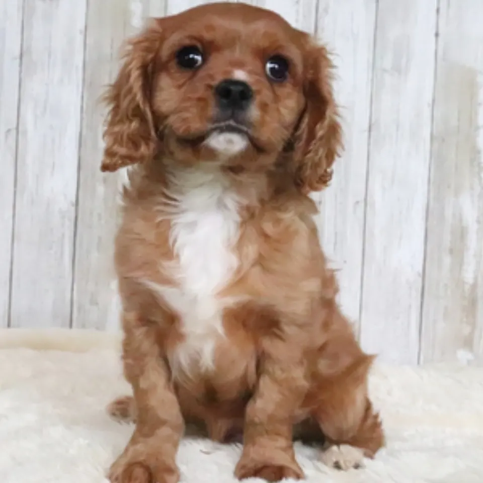 Jack โ Cavalier King Charles Spaniel puppy for sale
