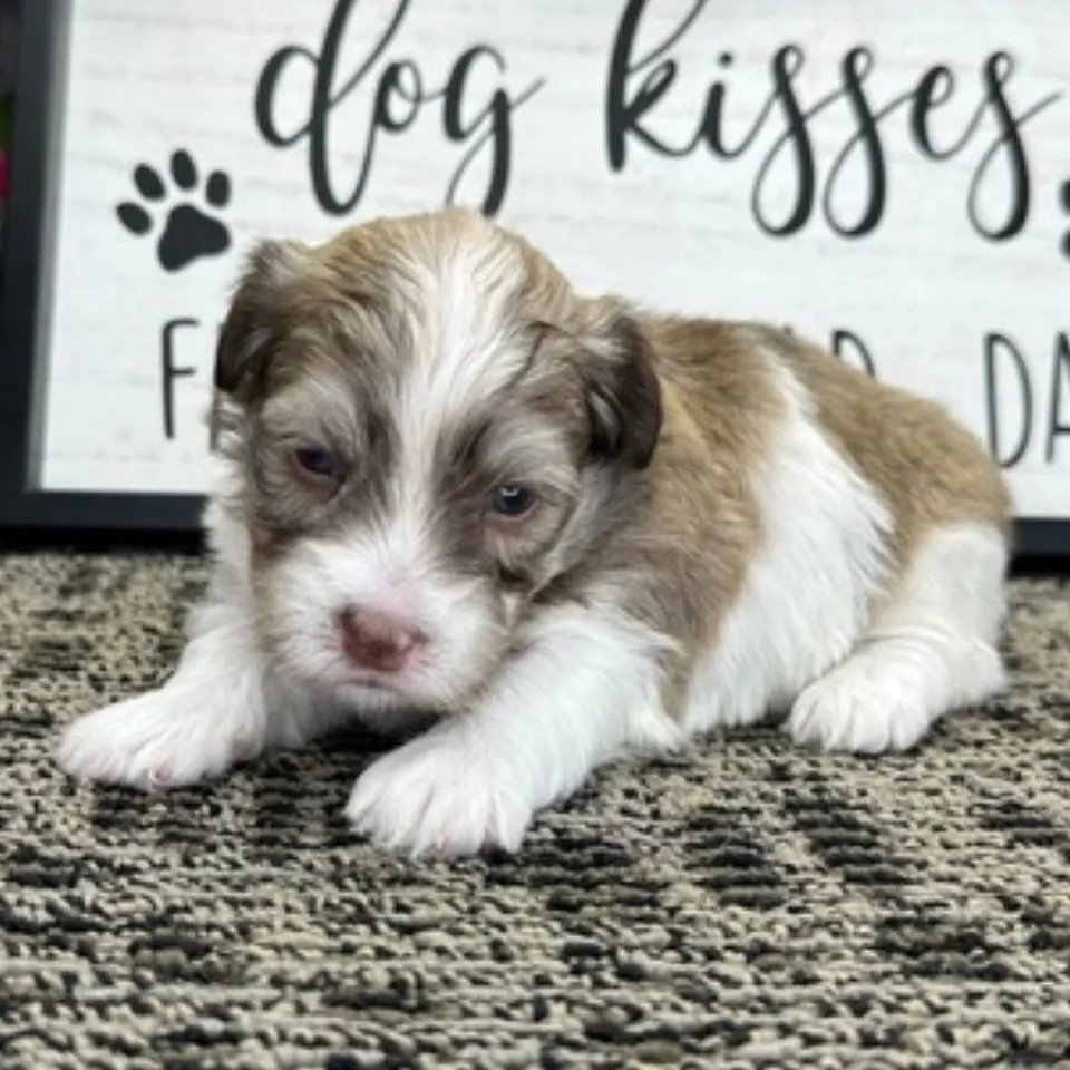 Kidd โ Havanese puppy for sale