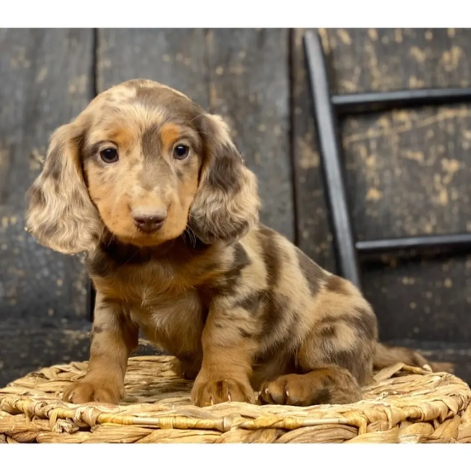 Buckwheat โ Dachshund puppy for sale