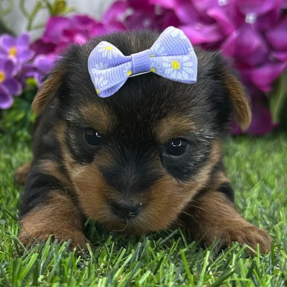 Angelica โ Yorkshire Terrier puppy for sale
