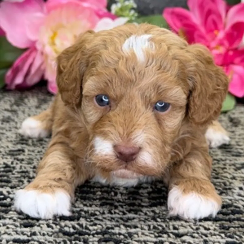 Jolene โ Havapoo puppy for sale