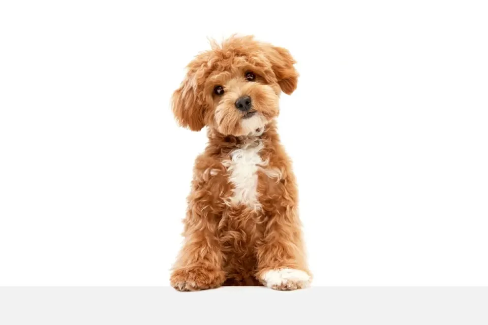 Maltipoo puppies for sale