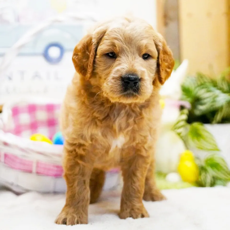 Tuck โ Goldendoodle puppy for sale