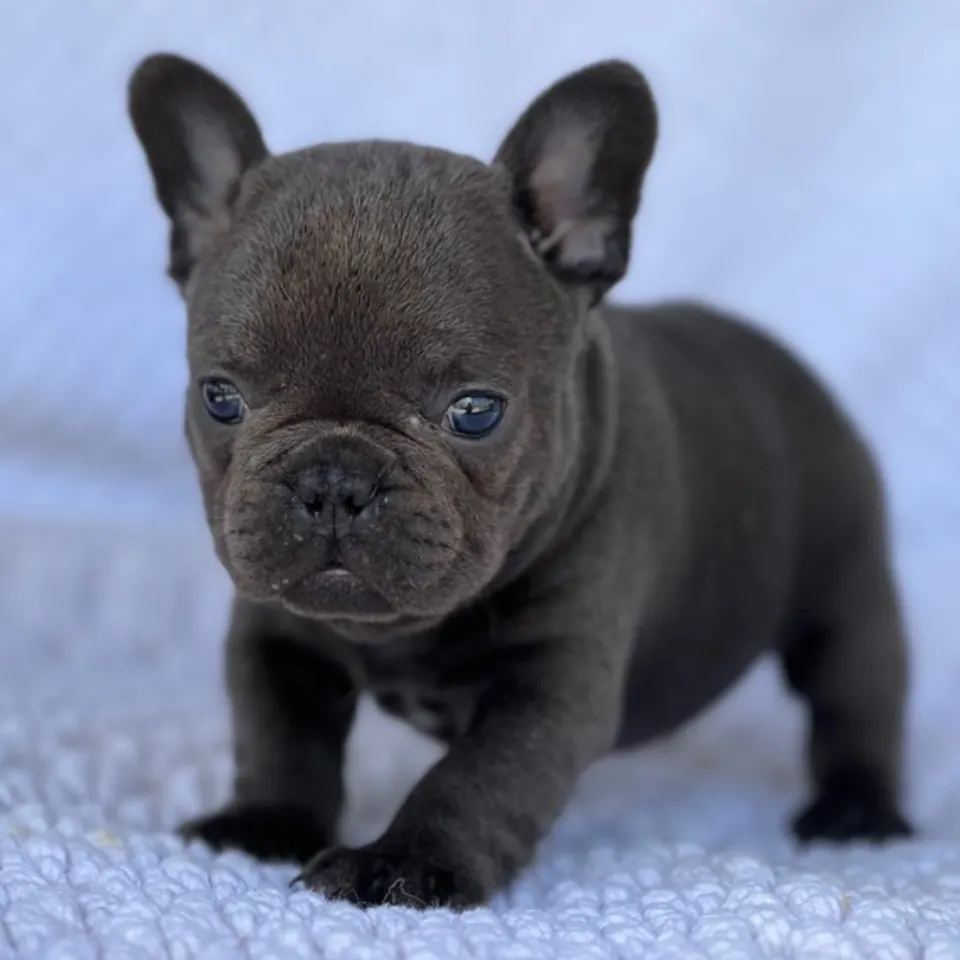 Asher โ French Bulldog puppy for sale