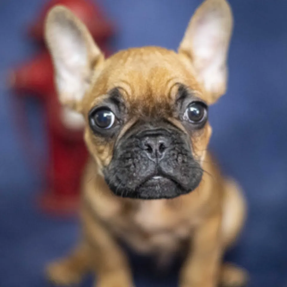 Ronny โ French Bulldog puppy for sale