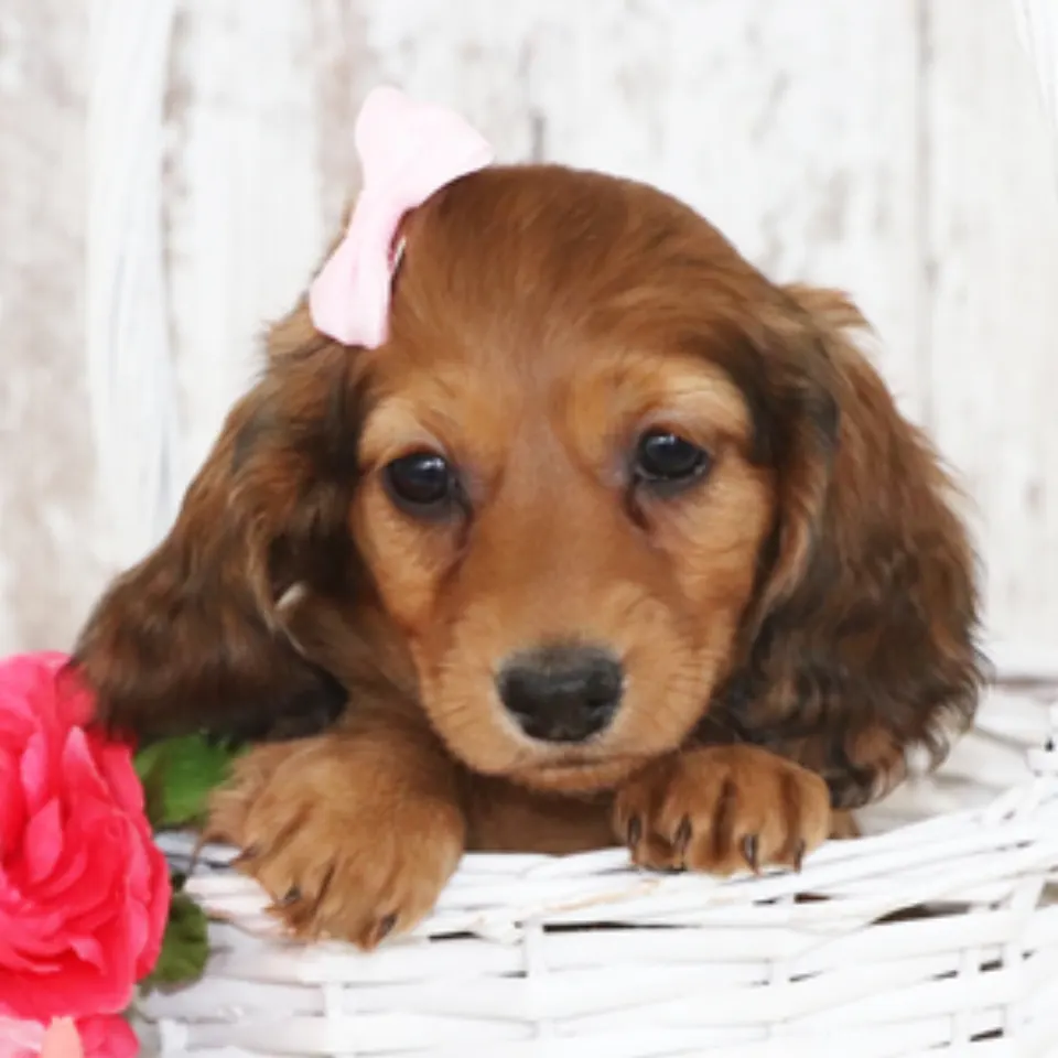 Nova โ Dachshund puppy for sale