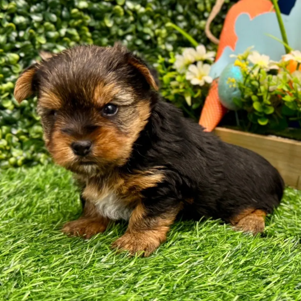 Remy โ Yorkshire Terrier puppy for sale