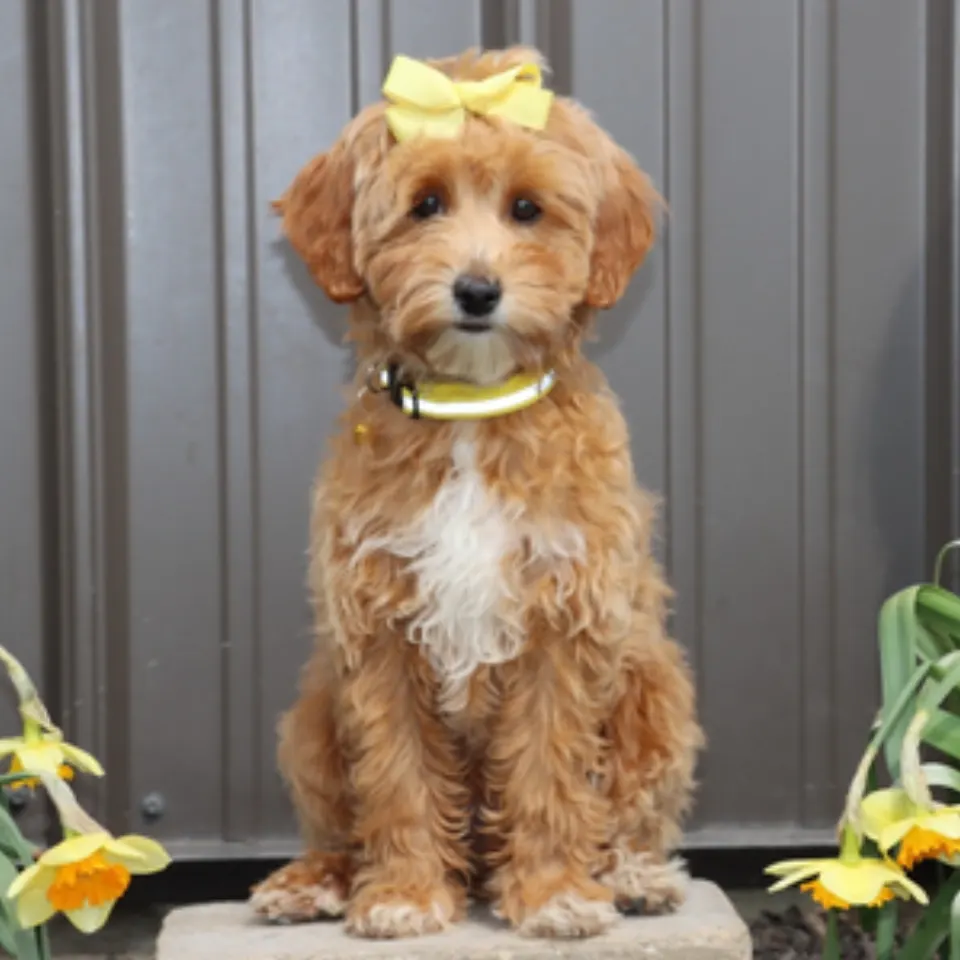Keeta โ Goldendoodle puppy for sale