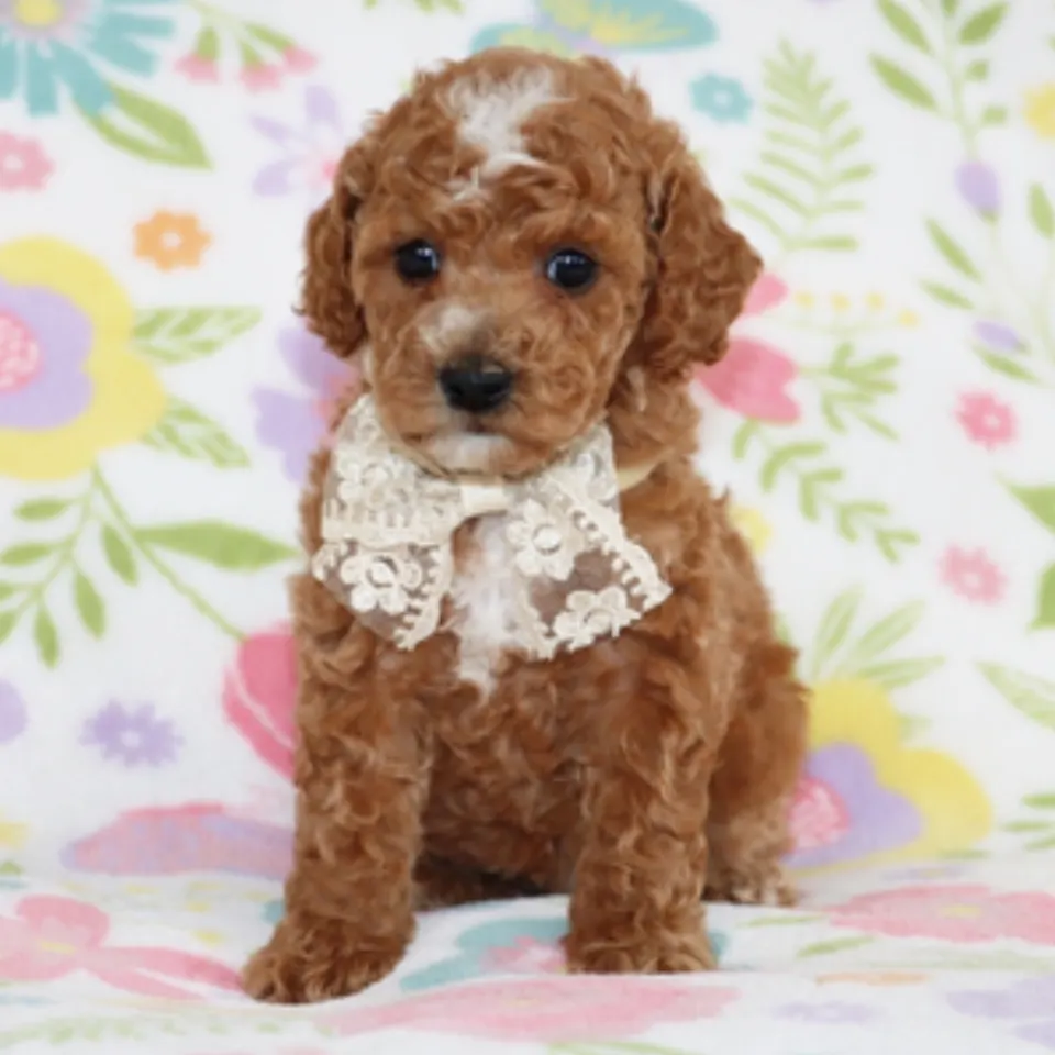 Dandy โ Poodle puppy for sale