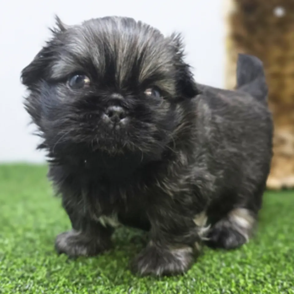 Captain โ Pekingese puppy for sale