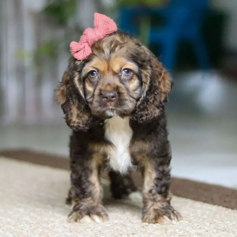 Bailey โ Cocker Spaniel puppy for sale