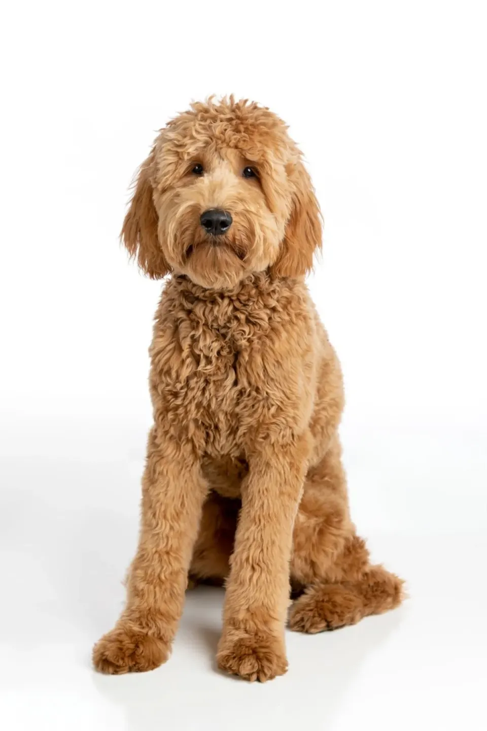 Goldendoodle puppies for sale
