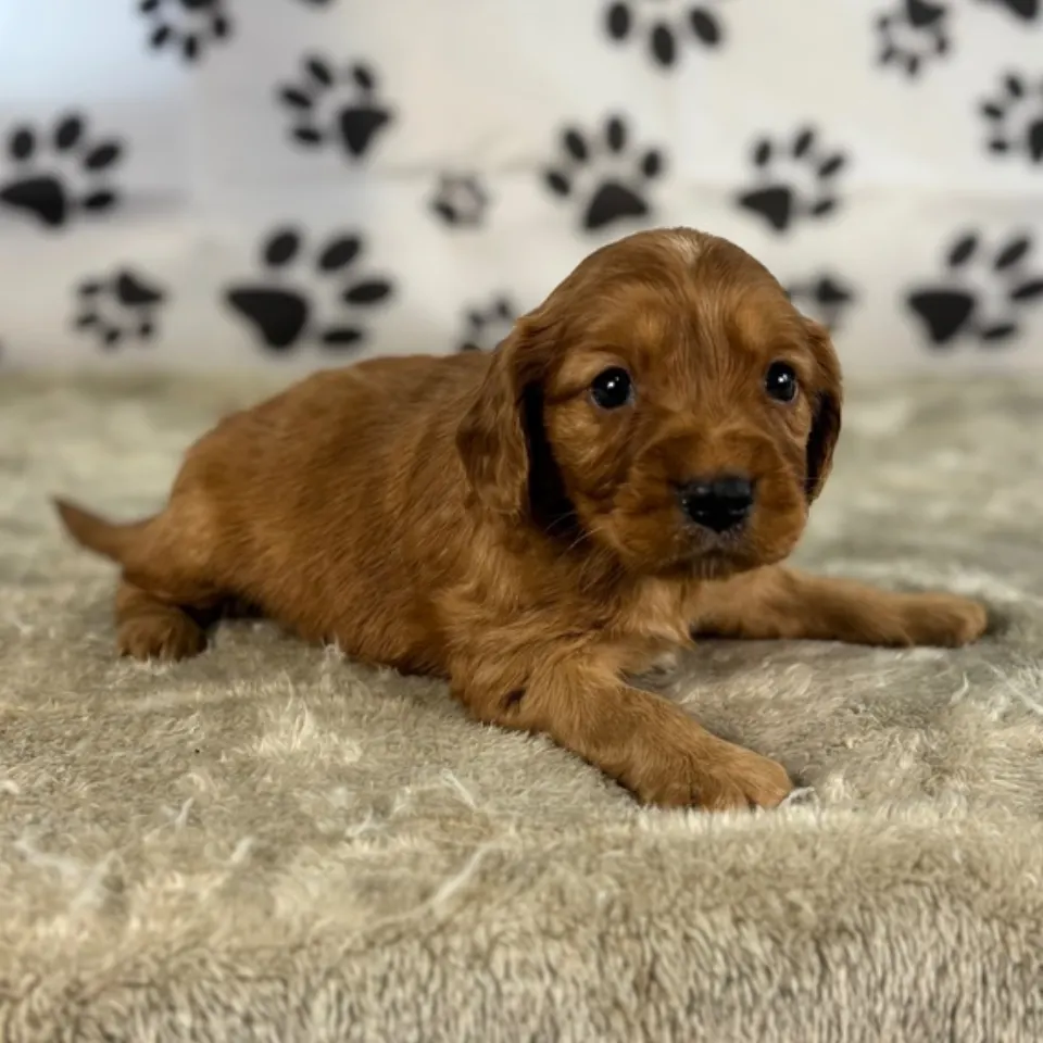 Bear โ Golden Cavalier puppy for sale