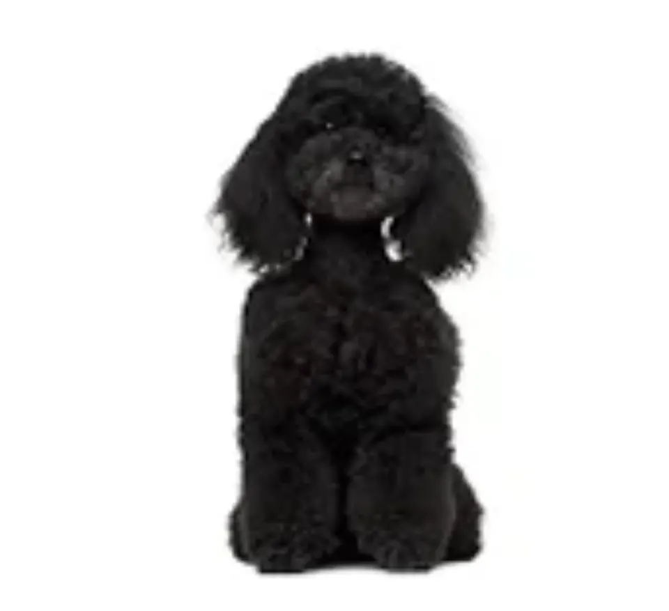 Poodle puppies for sale