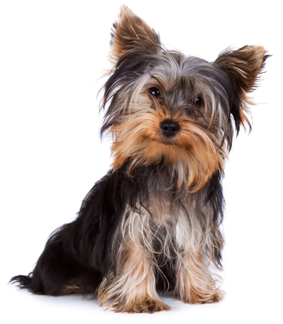 Yorkshire Terrier puppies for sale