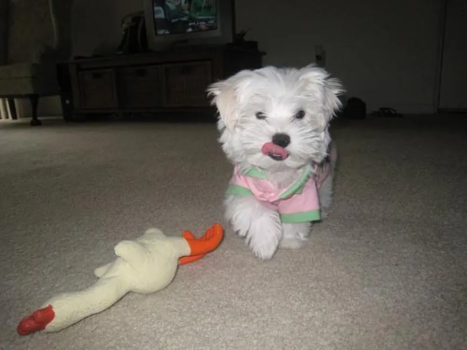 Coop โ Maltipoo puppy for sale