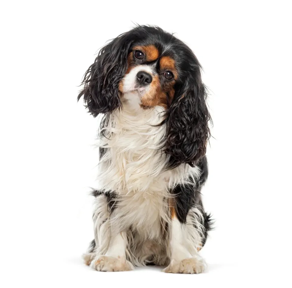 Cavalier King Charles Spaniel puppies for sale