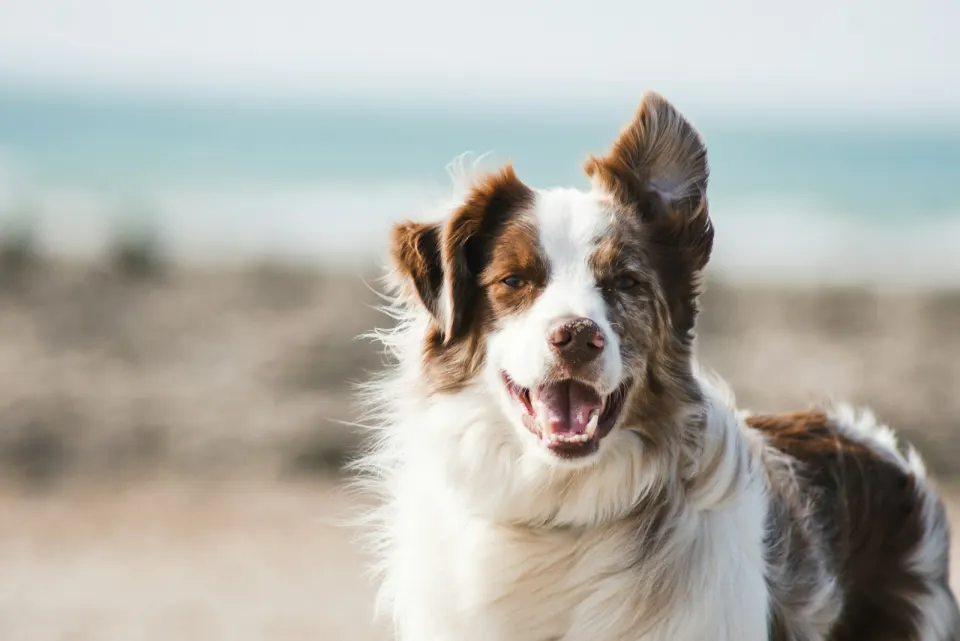 Happy puppy playing outdoors in a garden