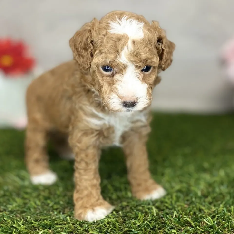 Paul โ Poodle puppy for sale