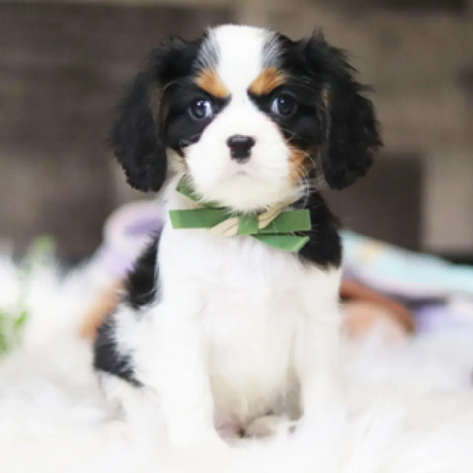 Drew โ Cavalier King Charles Spaniel puppy for sale