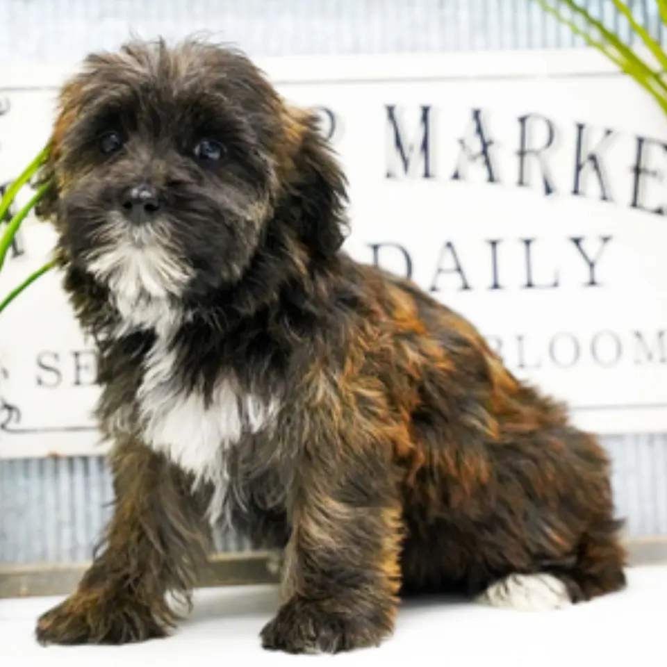 Pearl โ Maltipoo puppy for sale