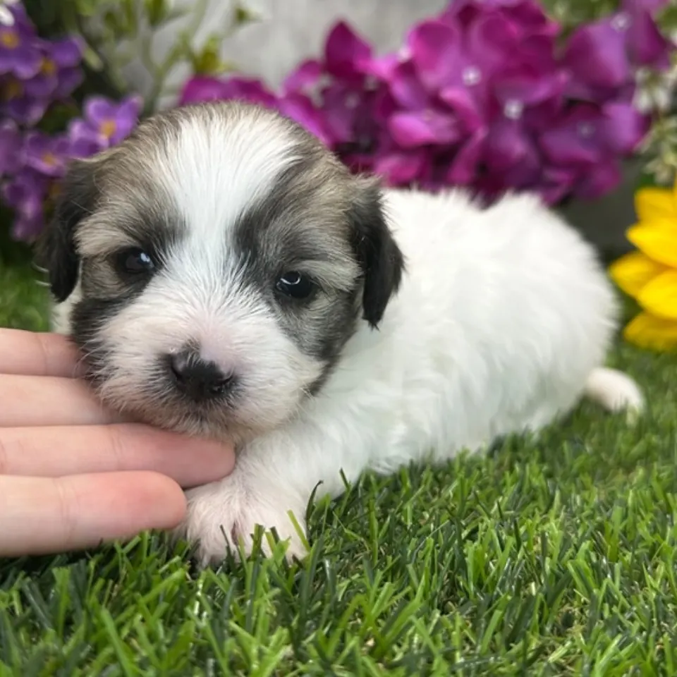 Bronx โ Coton de Tulear puppy for sale