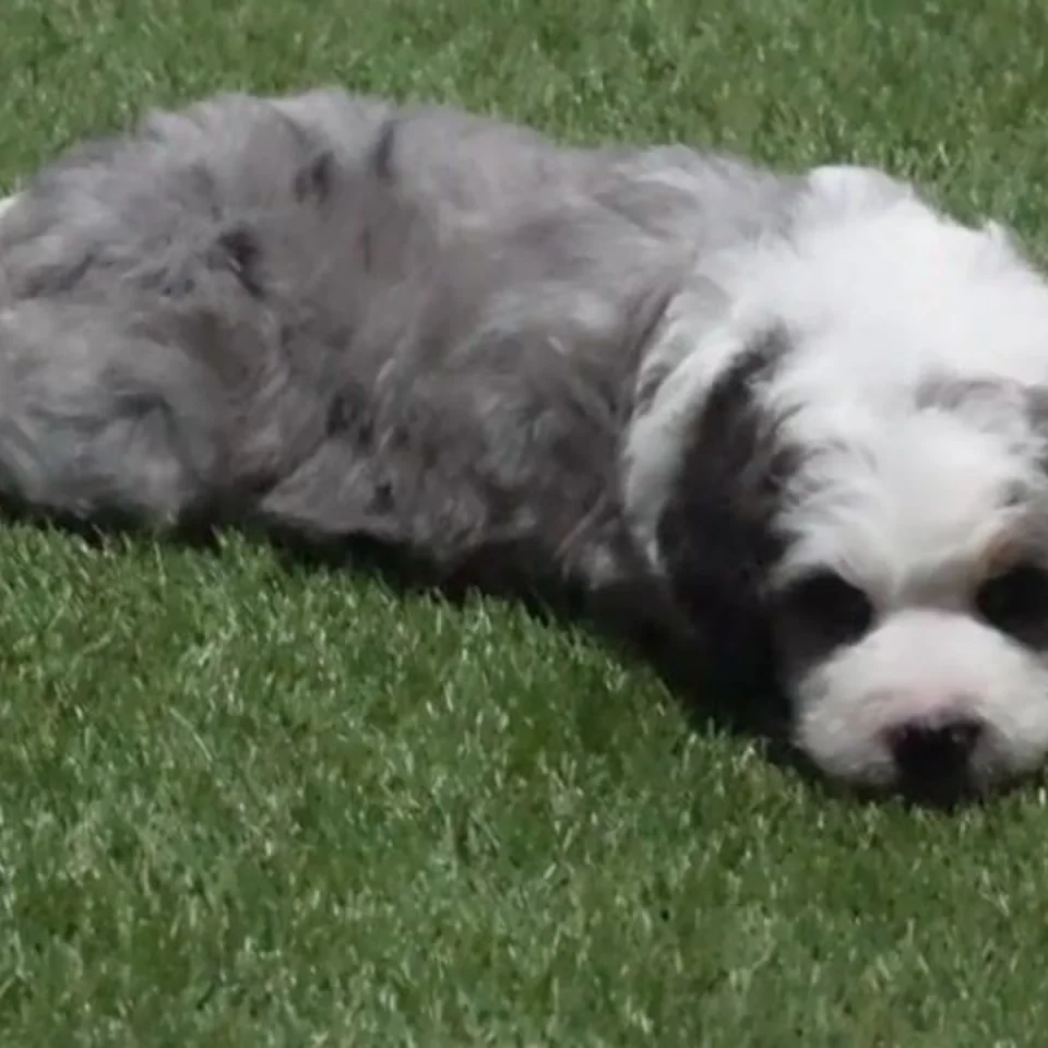 Scout โ Bernedoodle puppy for sale